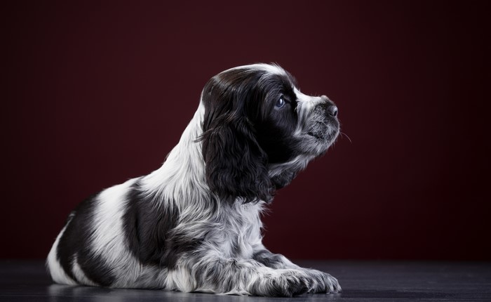 Black and white Cocker Spaniel puppy