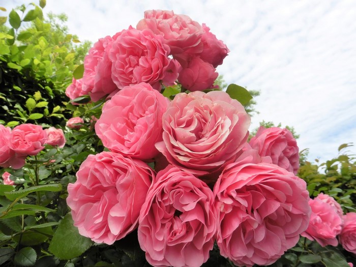 Cluster of Pink Roses in Bloom