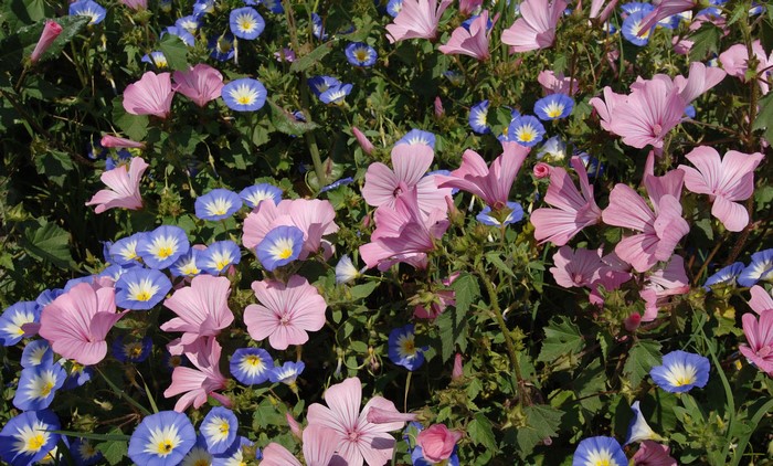 Pink and blue bindweed flowers in a field