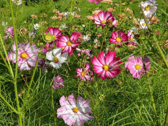 Cosmos flowers in a garden