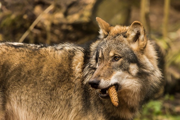 Wolf holding a pine cone in its mouth