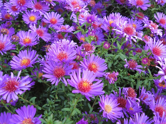 Purple Asters in Bloom