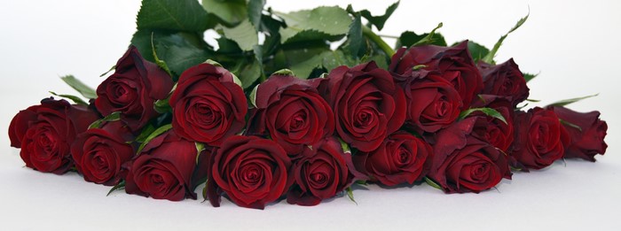 A bouquet of deep red roses on a white background