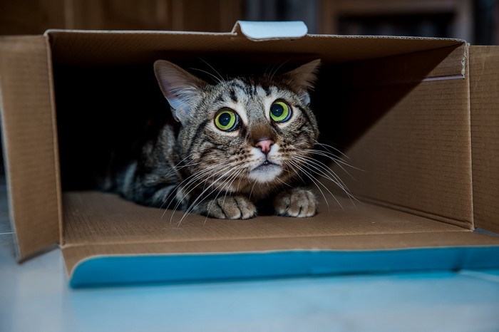 A scared tabby cat peeking out of a cardboard box
