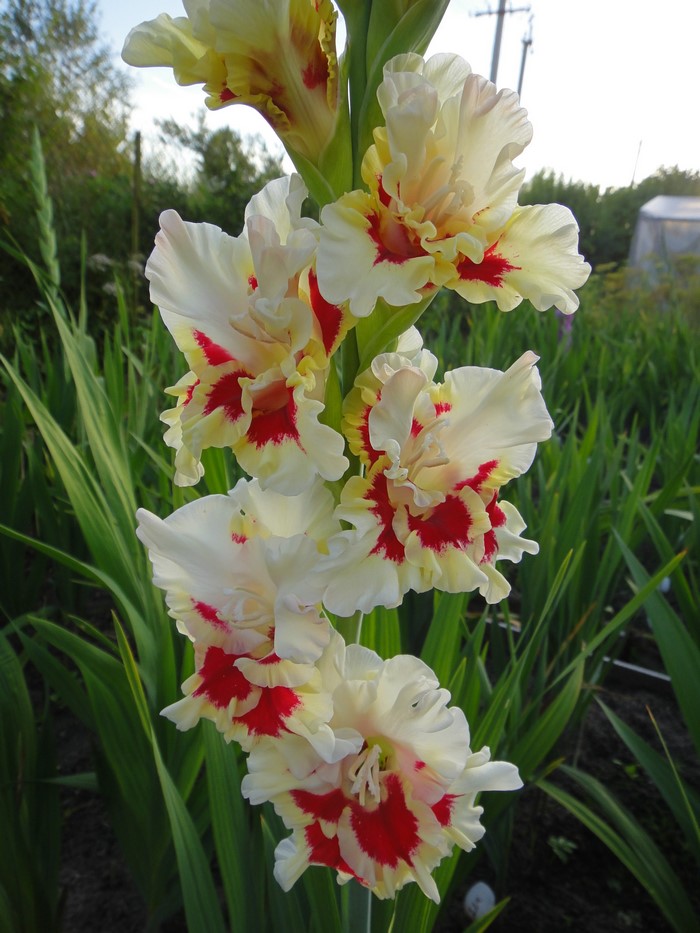 Close-up of white and red gladiolus flowers