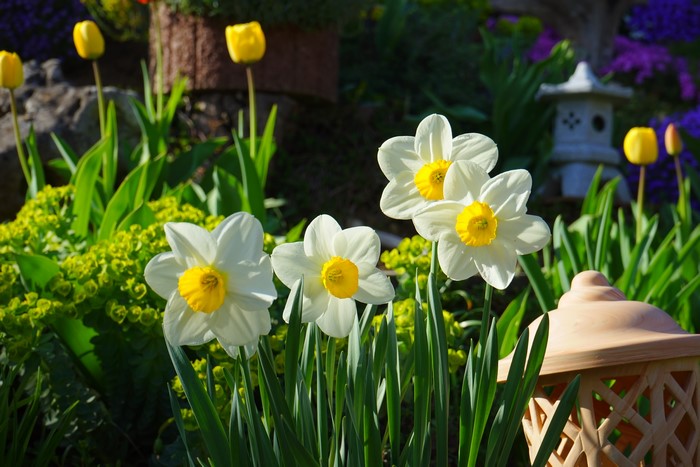 White and yellow daffodils in a garden