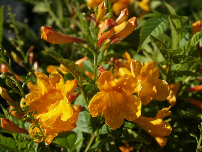 Yellow trumpet flowers with water droplets