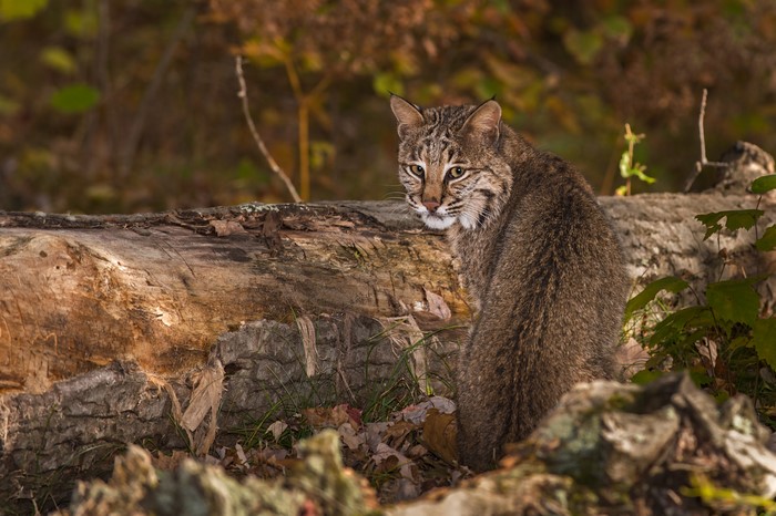 Bobcat sitting on a fallen log in autumn forest
