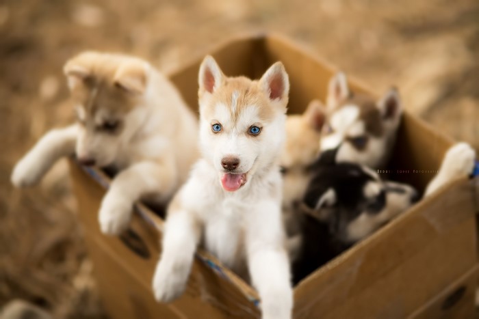 Husky puppies in a cardboard box