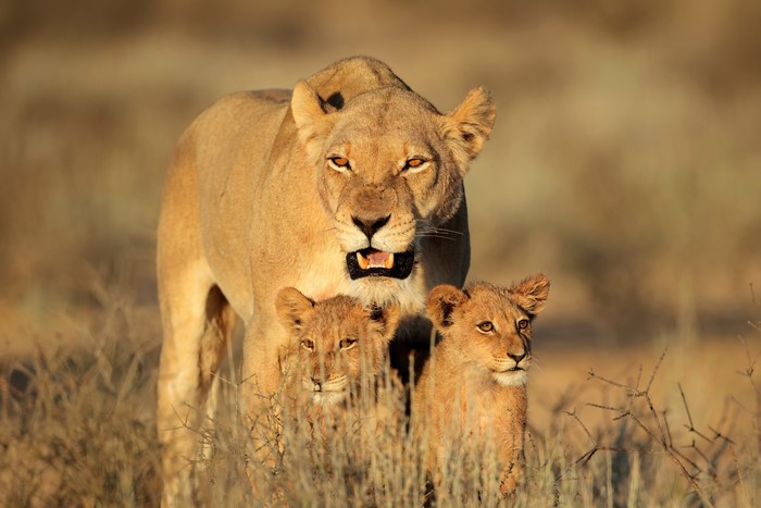 Lioness with two cubs in dry grass