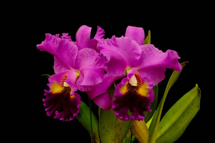 Two pink orchids with yellow and dark red centers on a black background