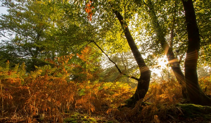 4K Autumn Forest with Sun Rays
