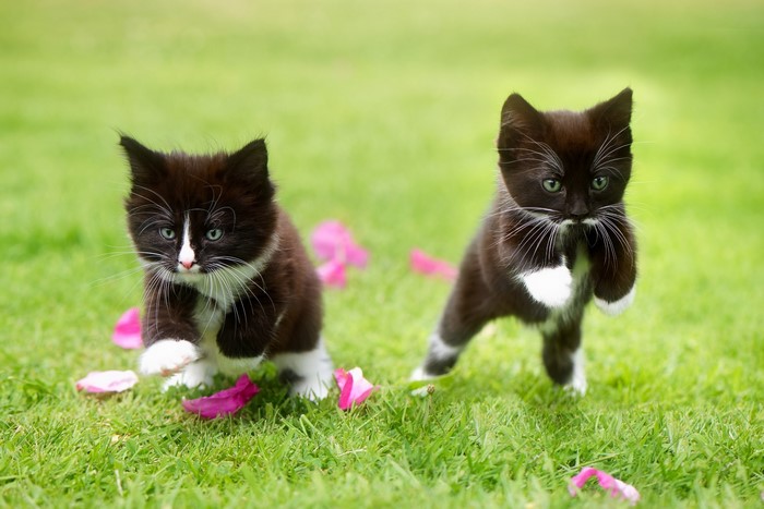 Two black and white kittens jumping on grass