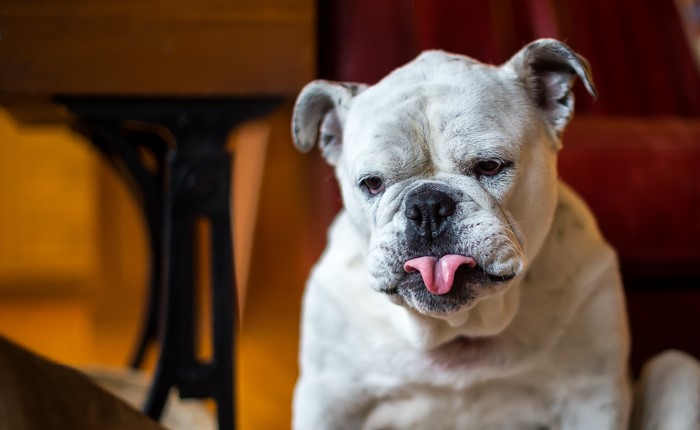 White Bulldog with Tongue Out
