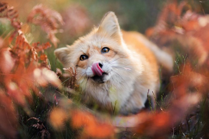 Foxes, Tongue, Glance, Cute, Hd Wallpaper 