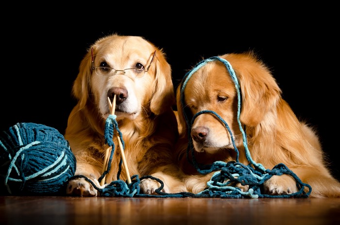 Two Golden Retrievers knitting with yarn