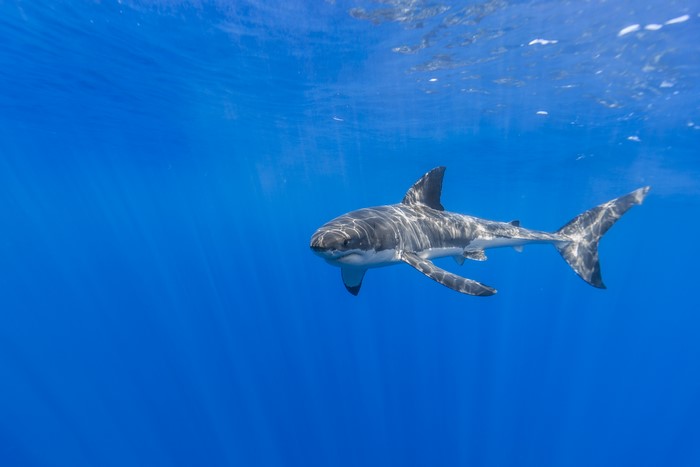 Great White Shark Underwater