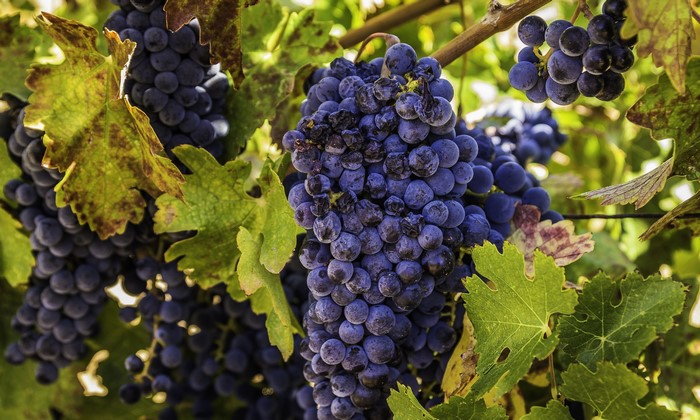 Close-up of ripe purple grapes on a vine with green leaves