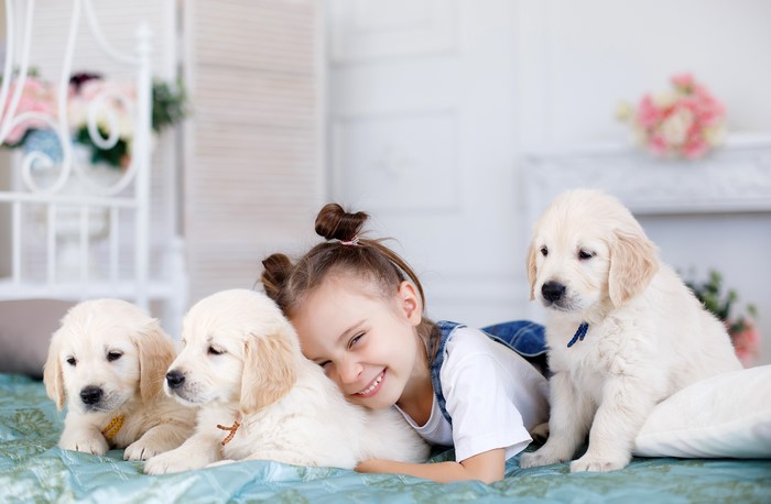 Girl with Golden Retriever Puppies