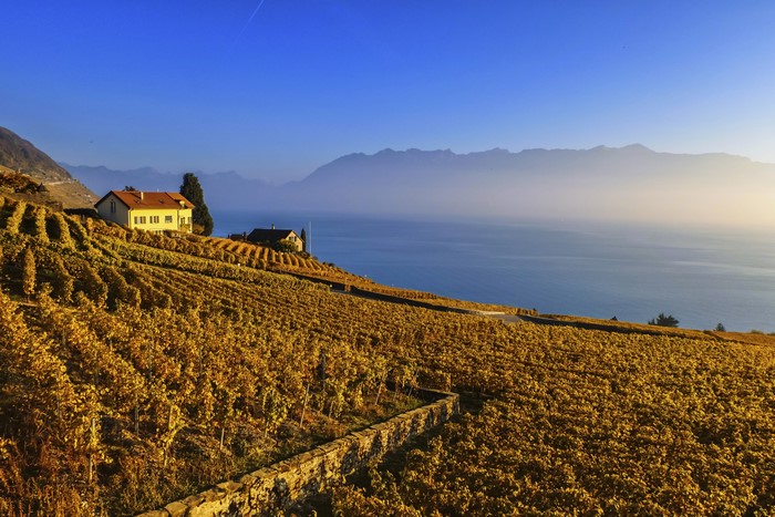 Autumn Vineyard in Lavaux Region, Switzerland
