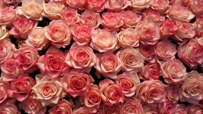A large bouquet of pink and cream roses