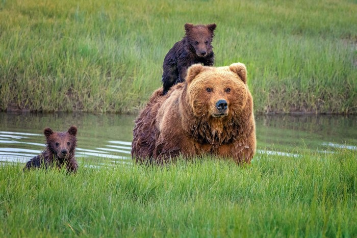 Mother bear with two cubs in grass near water