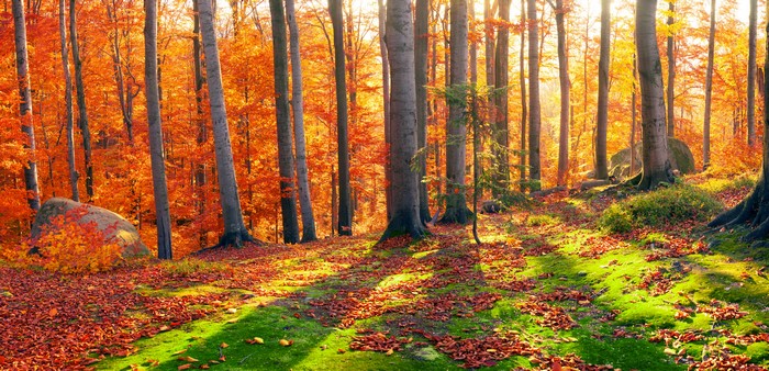 Autumn forest in Zakarpattia, Ukraine