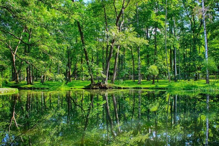 Peterhof park, Russia, Pond reflection, Summer trees