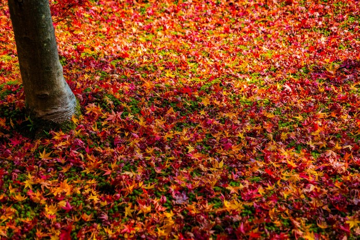 Vibrant Autumn Leaves Carpet