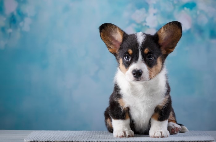 Cardigan Welsh Corgi puppy sitting on a mat