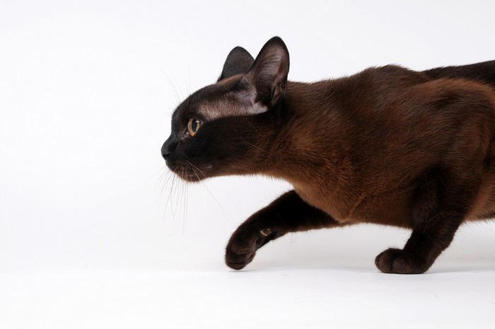 Brown Siamese cat on white background