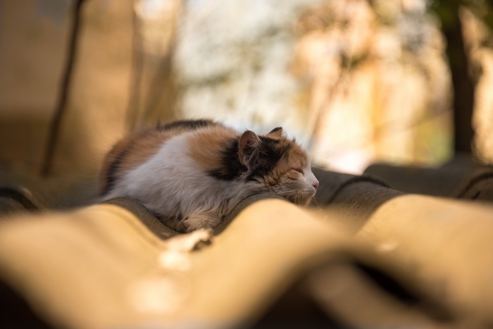 Calico Cat Sleeping on a Roof
