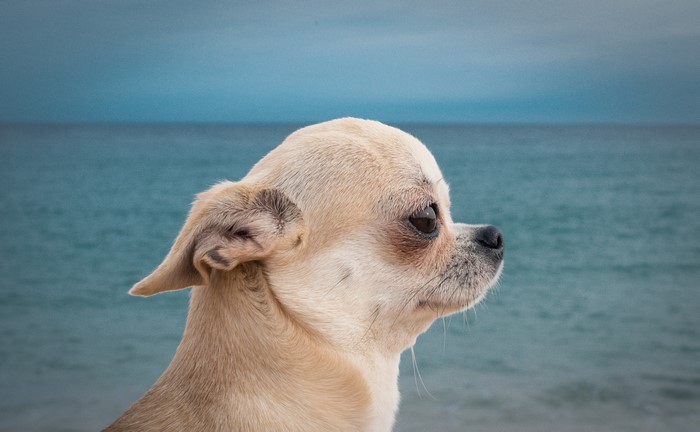 Chihuahua dog looking out at the ocean