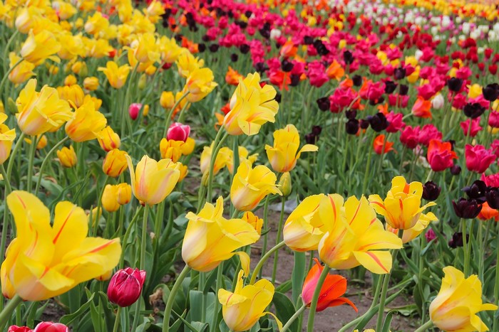 Field of Yellow and Pink Tulips