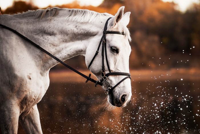 White horse with bridle in water