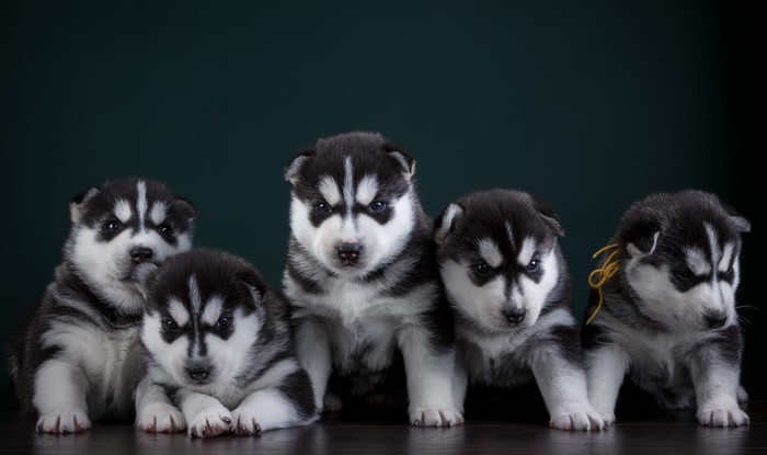 Five Husky Puppies Posed on a Dark Background