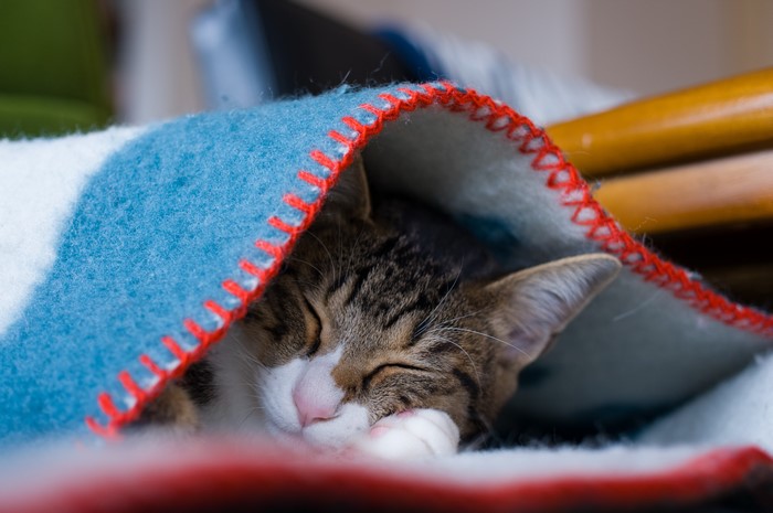 Cat sleeping under a blanket