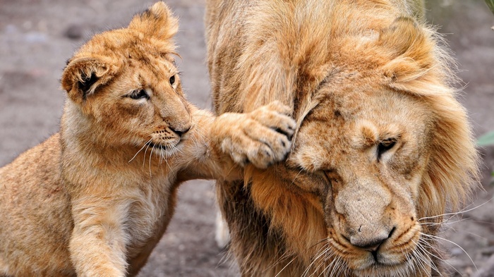 Lion cub playfully paws at adult lion's face