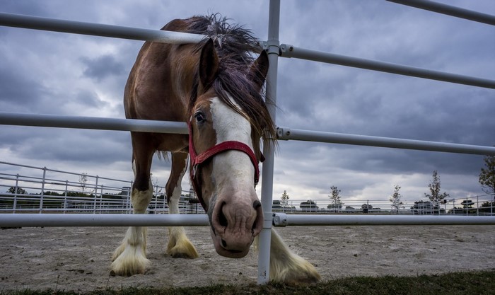 Horse behind a fence on a cloudy day