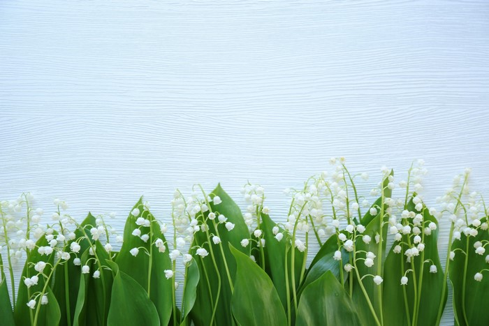 Lilies of the valley on a light blue wooden background