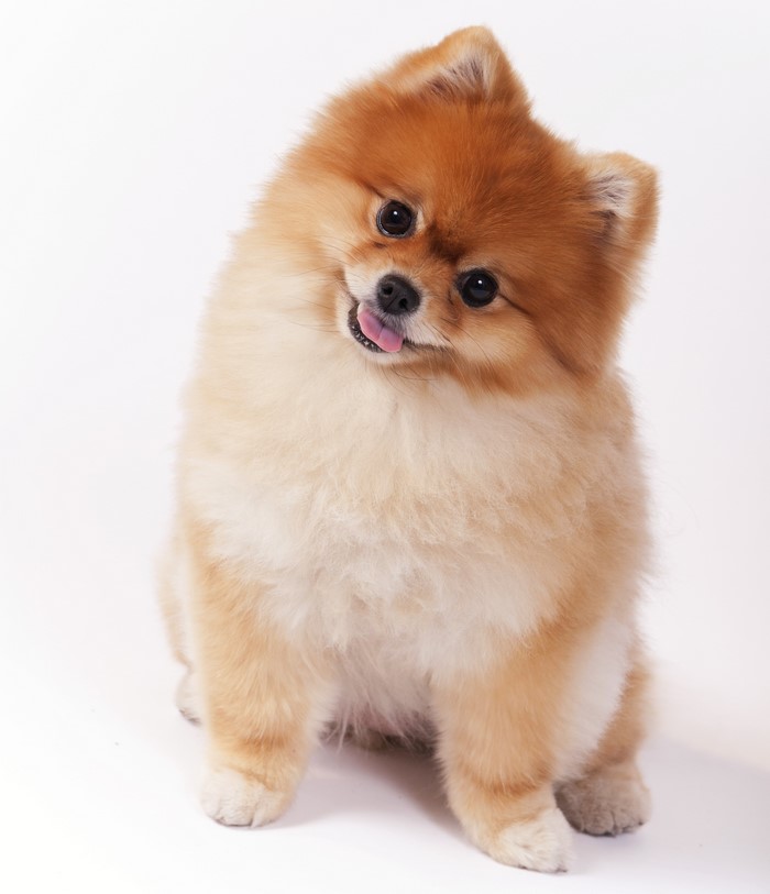 Pomeranian dog with tongue sticking out