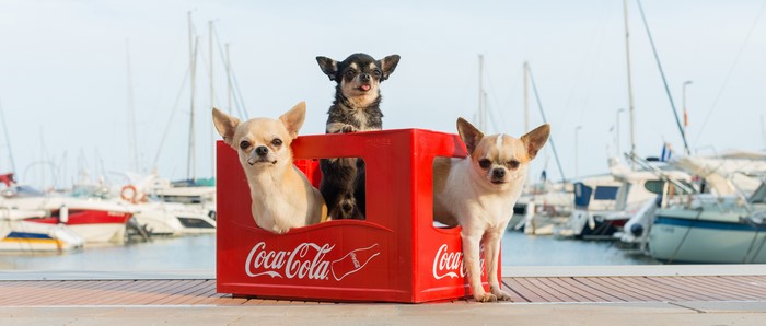 Three Chihuahuas in a Coca-Cola crate at a marina