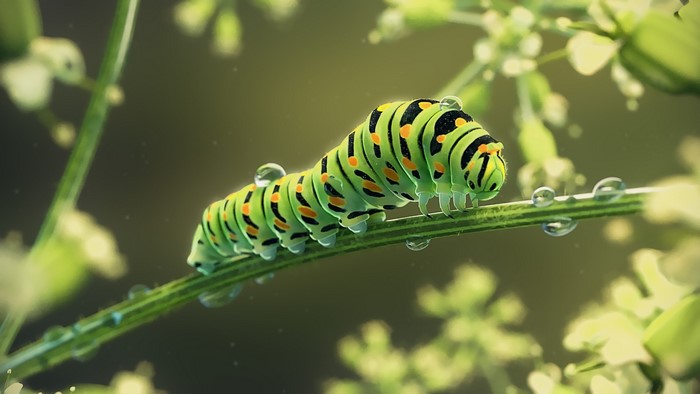 Green caterpillar with black and orange spots on a plant stem