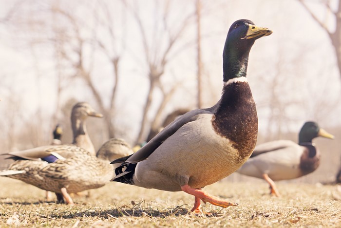 Mallard Ducks in a Field