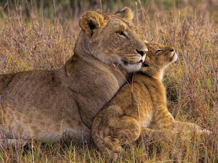 Lioness and cub resting in tall grass