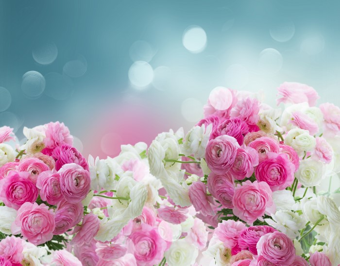 Pink and white ranunculus flowers with bokeh