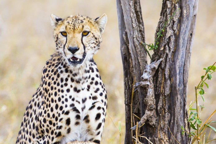 Cheetah looking forward next to a tree