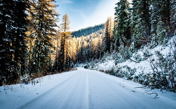 Snowy forest road with sunlit trees