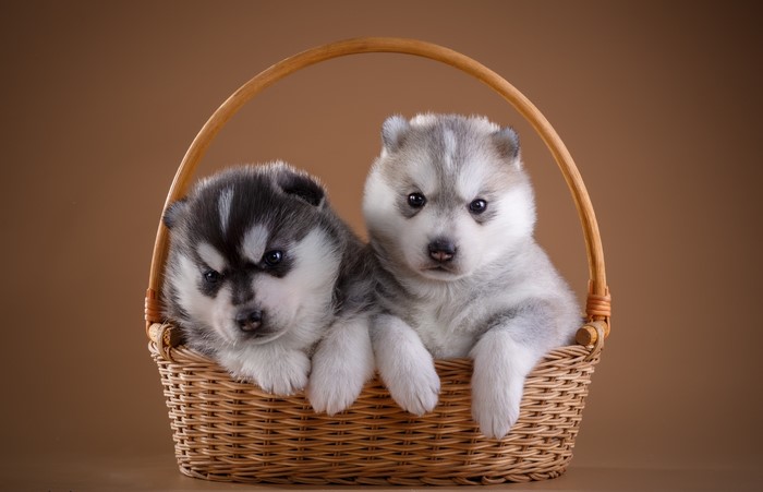 Two Husky Puppies in a Wicker Basket