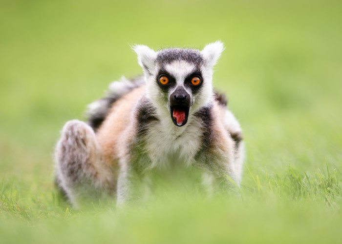 Ring-tailed lemur with mouth open